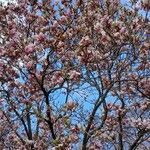 Magnolia × soulangeana Облик