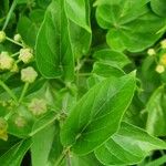 Pentarrhinum insipidum Blatt