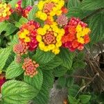 Lantana camaraFiore