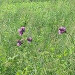 Cirsium rivulare Çiçek