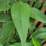 Helianthus tuberosusFolio