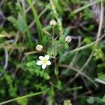 Linum catharticum Fruit