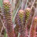 Huperzia brevifolia Flower