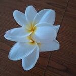 Plumeria alba Flor