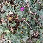 Erodium cicutarium Хабит