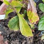 Psychotria viridis Foglia