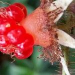 Rubus tricolor Fruit