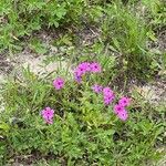 Phlox cuspidata