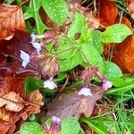 Pulmonaria officinalisКветка