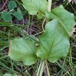 Lysimachia nummularia Leaf
