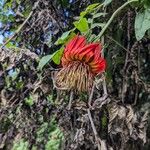 Mutisia lanata Flor