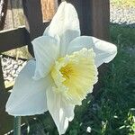 Narcissus × incomparabilis Lorea