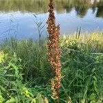 Rumex aquaticus Фрукт