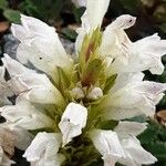 Dracocephalum heterophyllum Flower