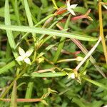 Ludwigia octovalvis List