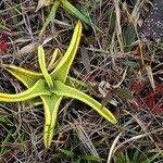 Pinguicula lutea Staniste