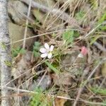 Petrorhagia saxifraga Blüte