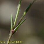 Sabulina tenuifolia Bark