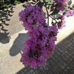 Lagerstroemia indica Blüte