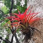 Tillandsia capitata