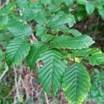 Carpinus betulus Blad