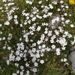 Silene alpestris Virág