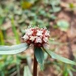 Spermacoce verticillata Blomma