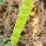 Senna auriculata Fruit