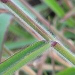 Melinis minutiflora Corteccia