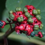 Clerodendrum buchananii Blüte