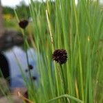 Juncus ensifolius ফুল