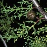 Cupressus goveniana Fruit