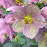 Helleborus orientalisFlor