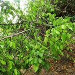 Pisonia aculeata आदत