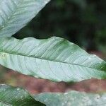 Quiina guianensis Leaf