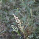 Polypogon viridis Flower