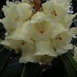 Rhododendron macabeanum Flower