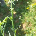 Linaria chalepensis Хабит