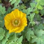 Papaver cambricum Habitus