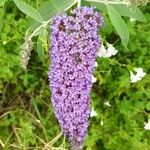 Buddleja davidiiFlower