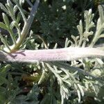 Artemisia pycnocephala Φλοιός