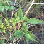 Clematis ligusticifolia Hoja