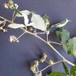 Rubus winteri Anders