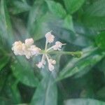 Pollia japonica പുഷ്പം