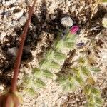 Echium arenarium Blomst