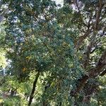 Phillyrea latifolia Habit