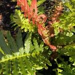 Blechnum brasiliense Leaf