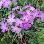 Phlox pilosa Květ