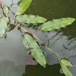 Persicaria amphibia Листок