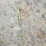 Festuca myuros Floare